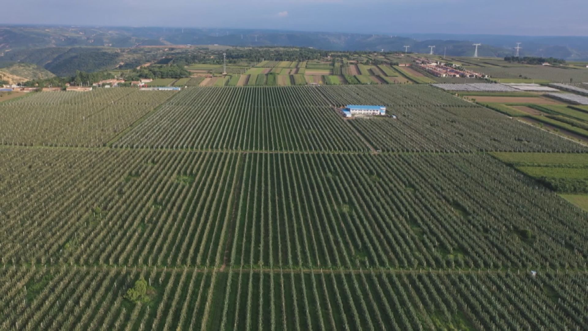 西安能种植苹果吗最近新闻2021陕西苹果产区受灾严重-第2张图片-太平洋在线下载